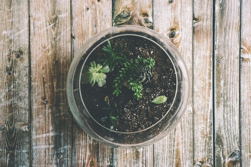 Succulent Terrariums